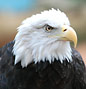 Image: Bald Eagle