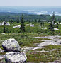 Image: Guysborough Barrens