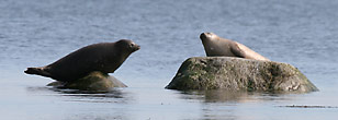 Image: Harbour Seals